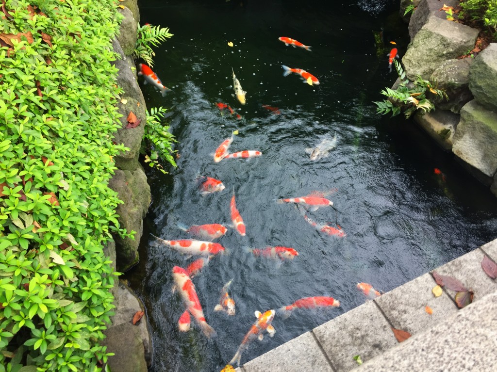 Een bezoek aan Japan is natuurlijk niet compleet zonderr een koi pond